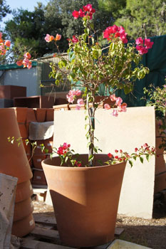 Vasi terracotta